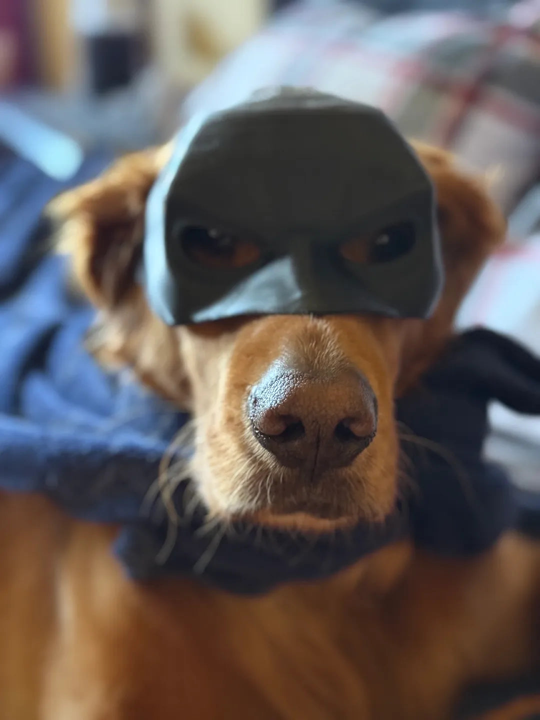 Cat/Dog Batman Mask