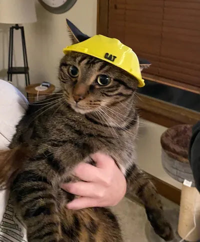 Construction Helmet for Cats