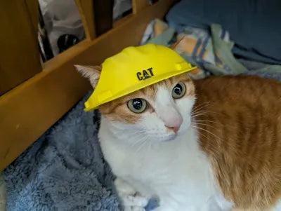 Construction Helmet for Cats