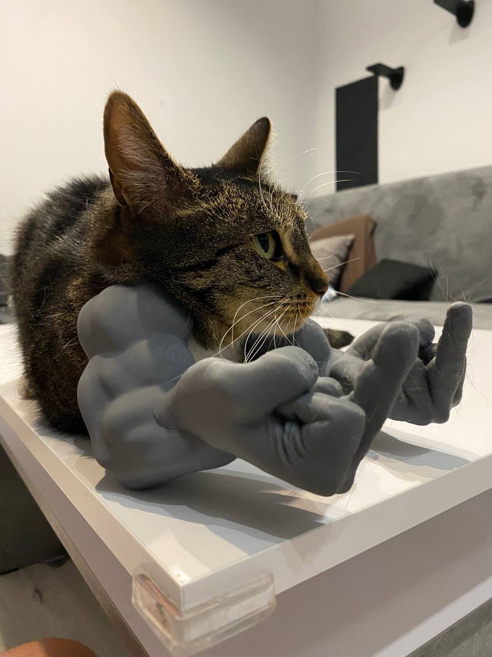 Middle Finger arms for cats