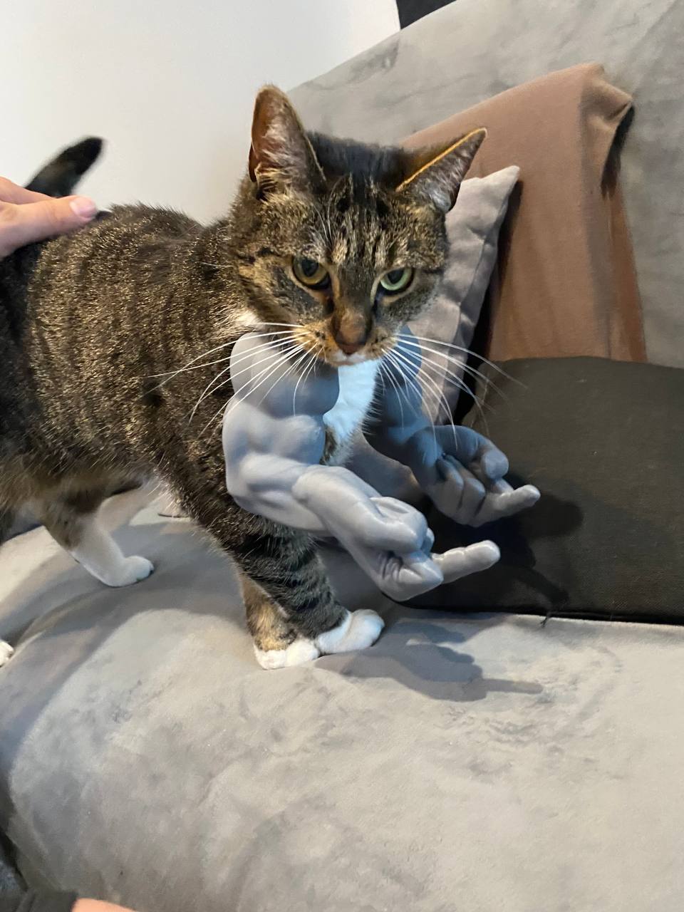 Middle Finger arms for cats