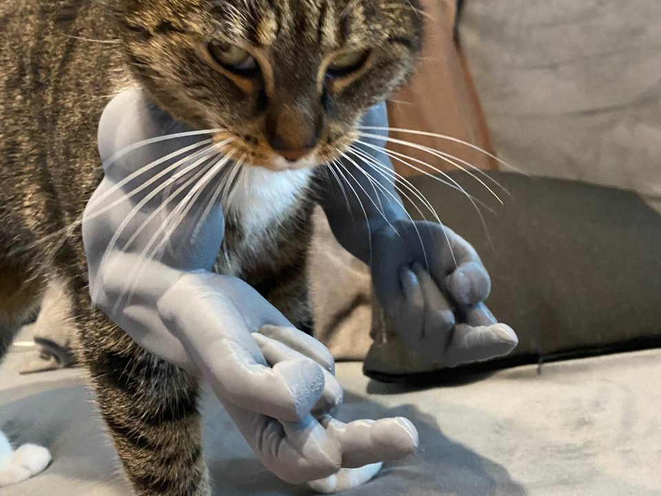 Middle Finger arms for cats