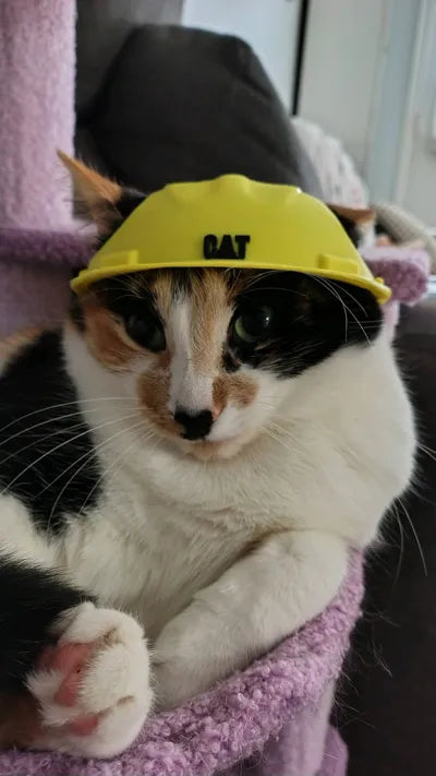 Construction Helmet for Cats