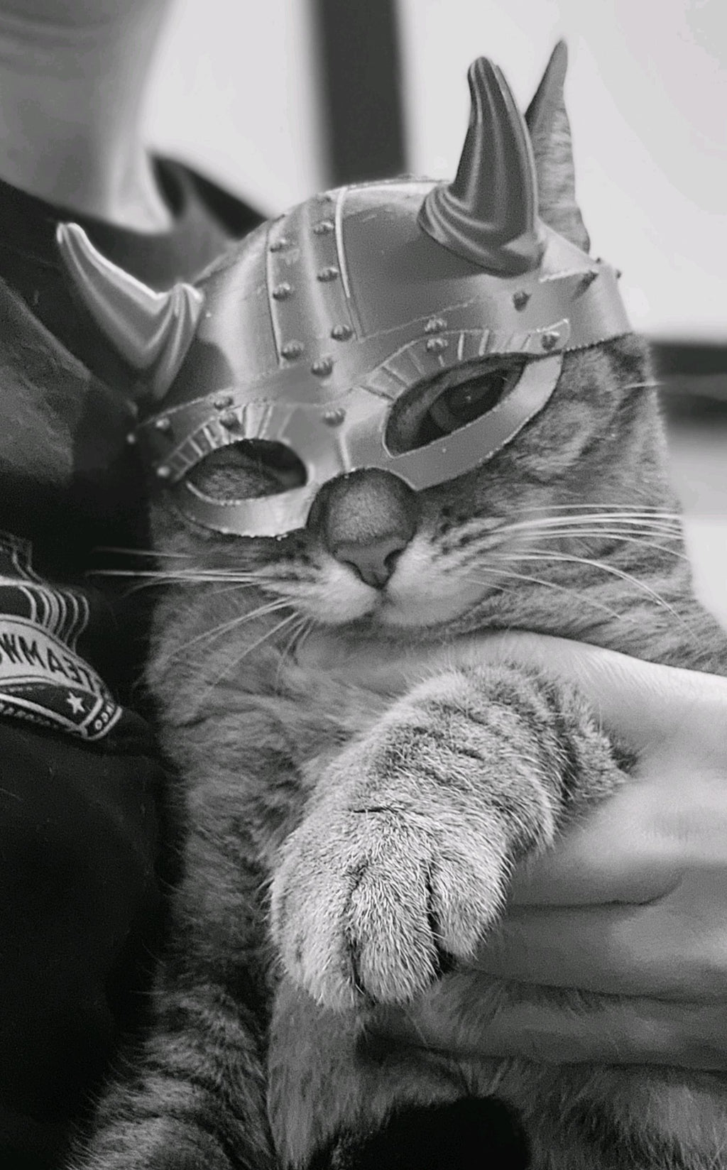 Viking Helmet for Cats