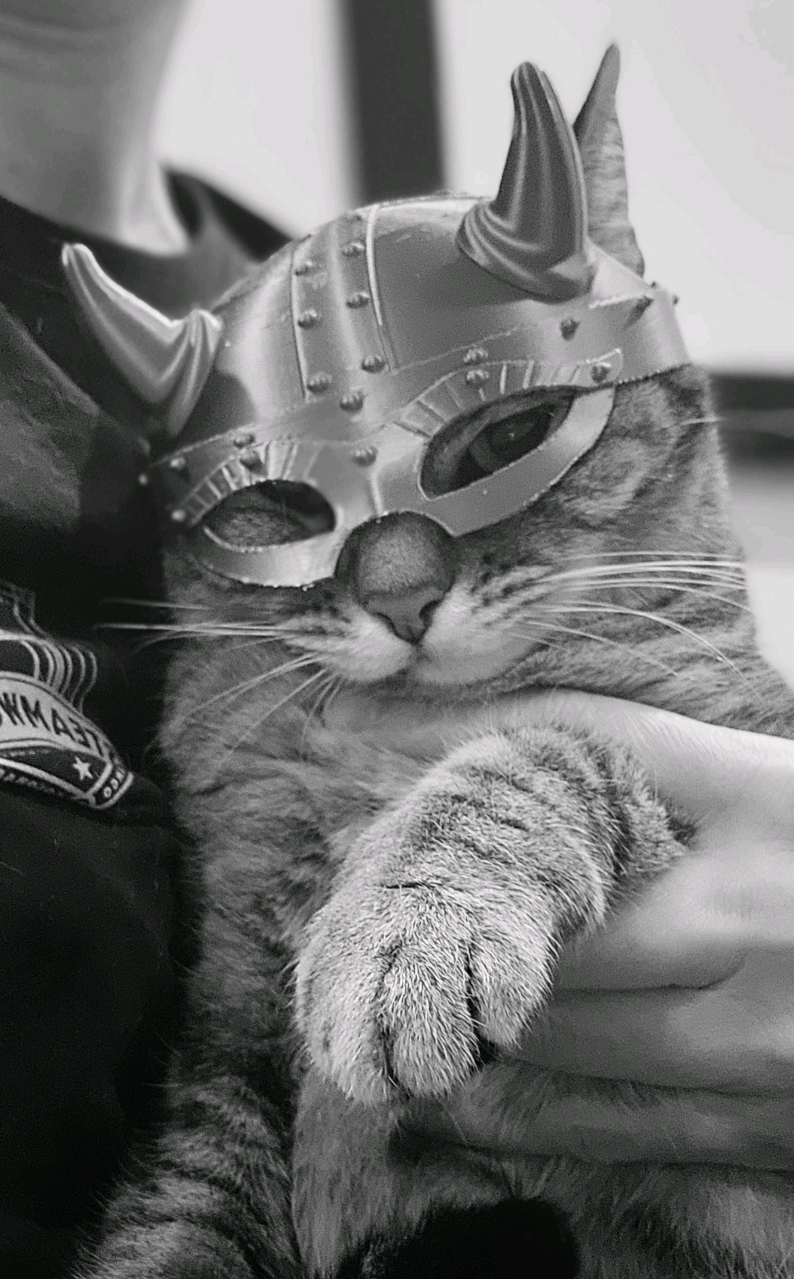Viking Helmet for Cats
