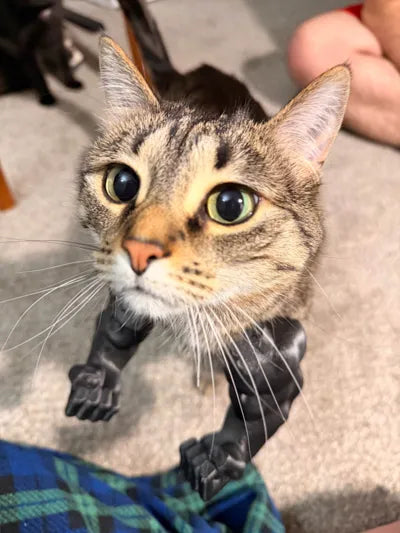 Hulk arms for cats
