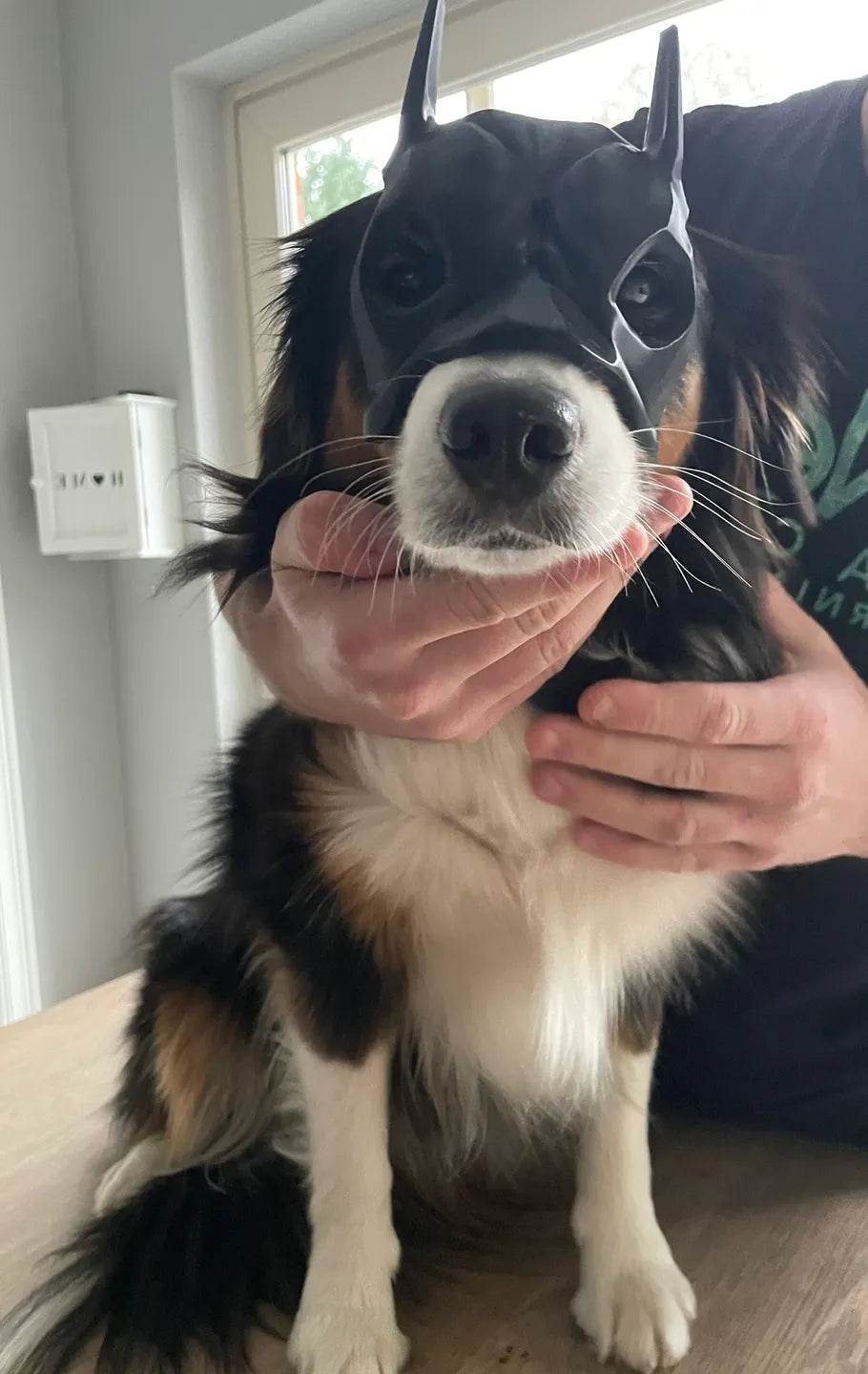 Batman Mask for Dogs