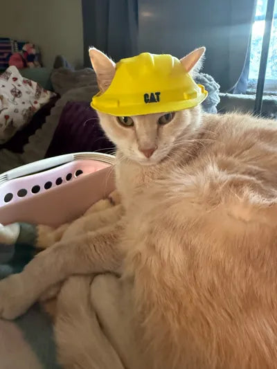 Construction Helmet for Cats